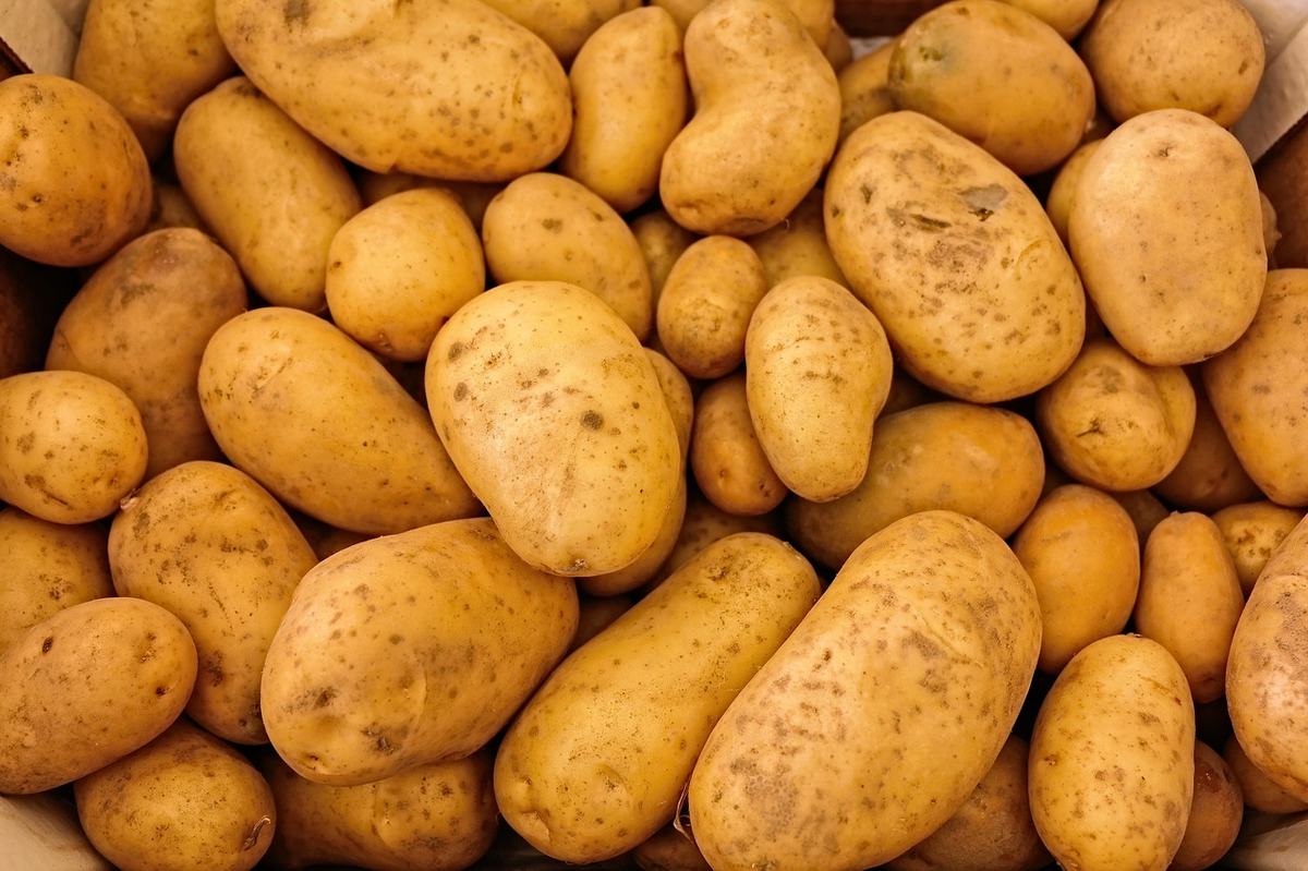 Viele rohe, ungeschälte gelbe Kartoffeln dicht nebeneinander