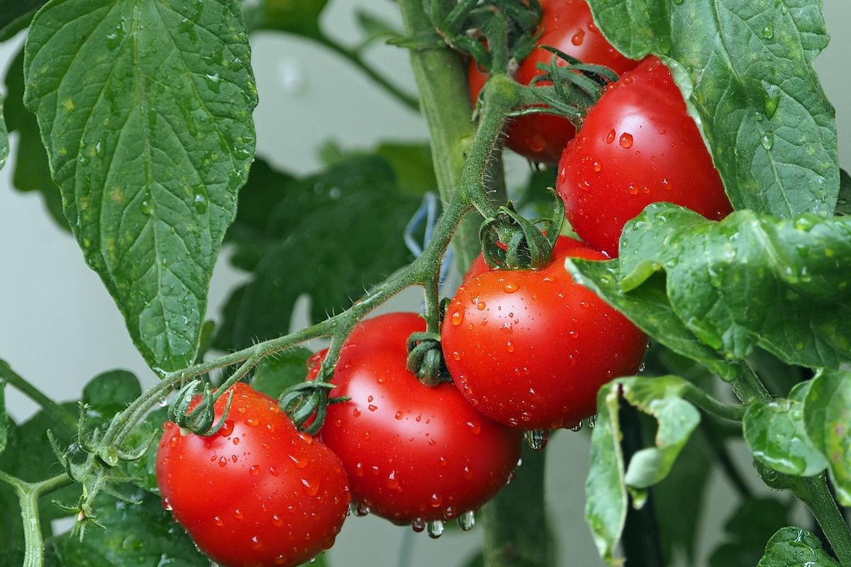 Reife rote Tomaten mit Wassertropfen an der Pflanze