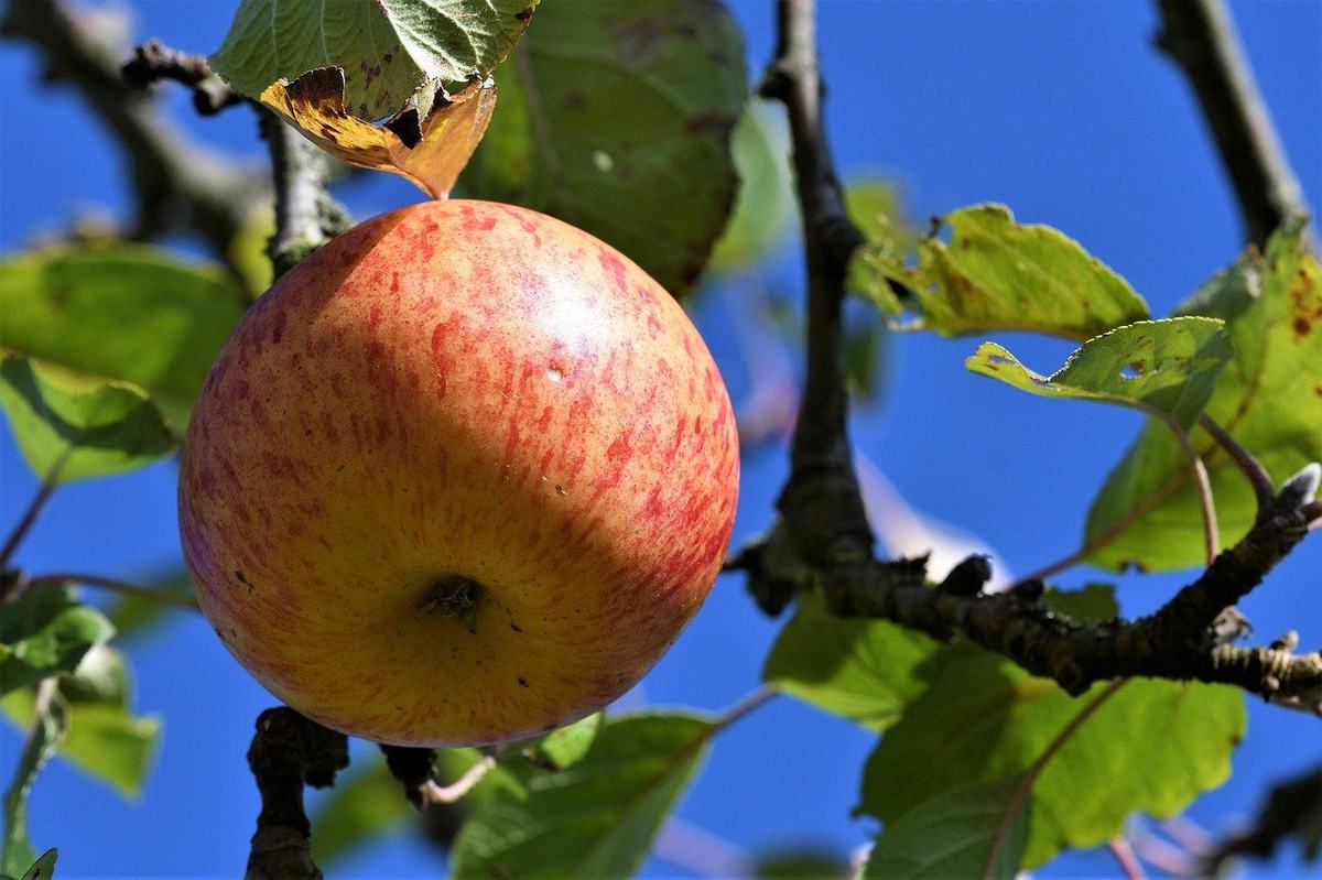 Rot-gelb gestreifter Apfel hängt reif an einem Zweig vor blauem Himmel
