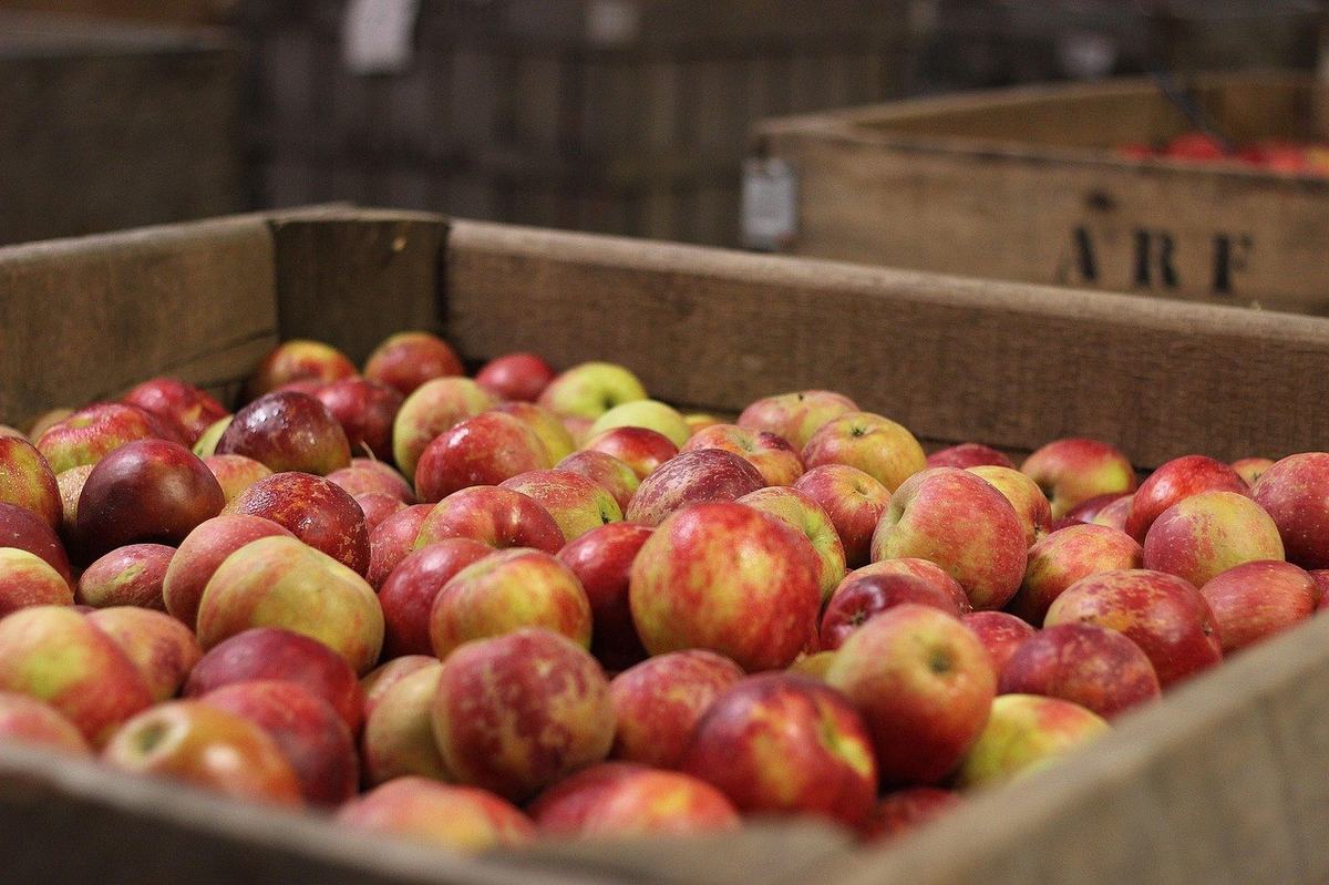 Viele rotgelbe Äpfel liegen dicht nebeneinander in einer großen Holzkiste
