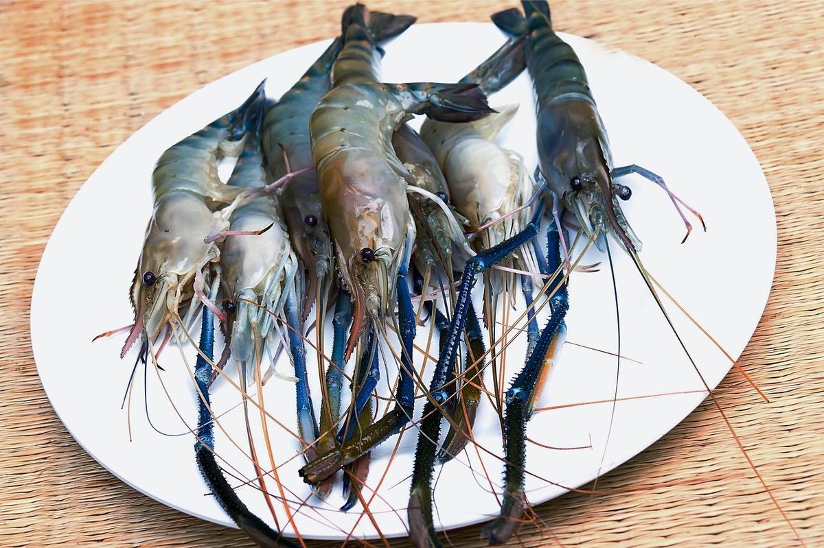 Rohe, ungeschälte Garnelen mit Kopf, langen Fühlern und blauen Scheren auf einem weißen Teller