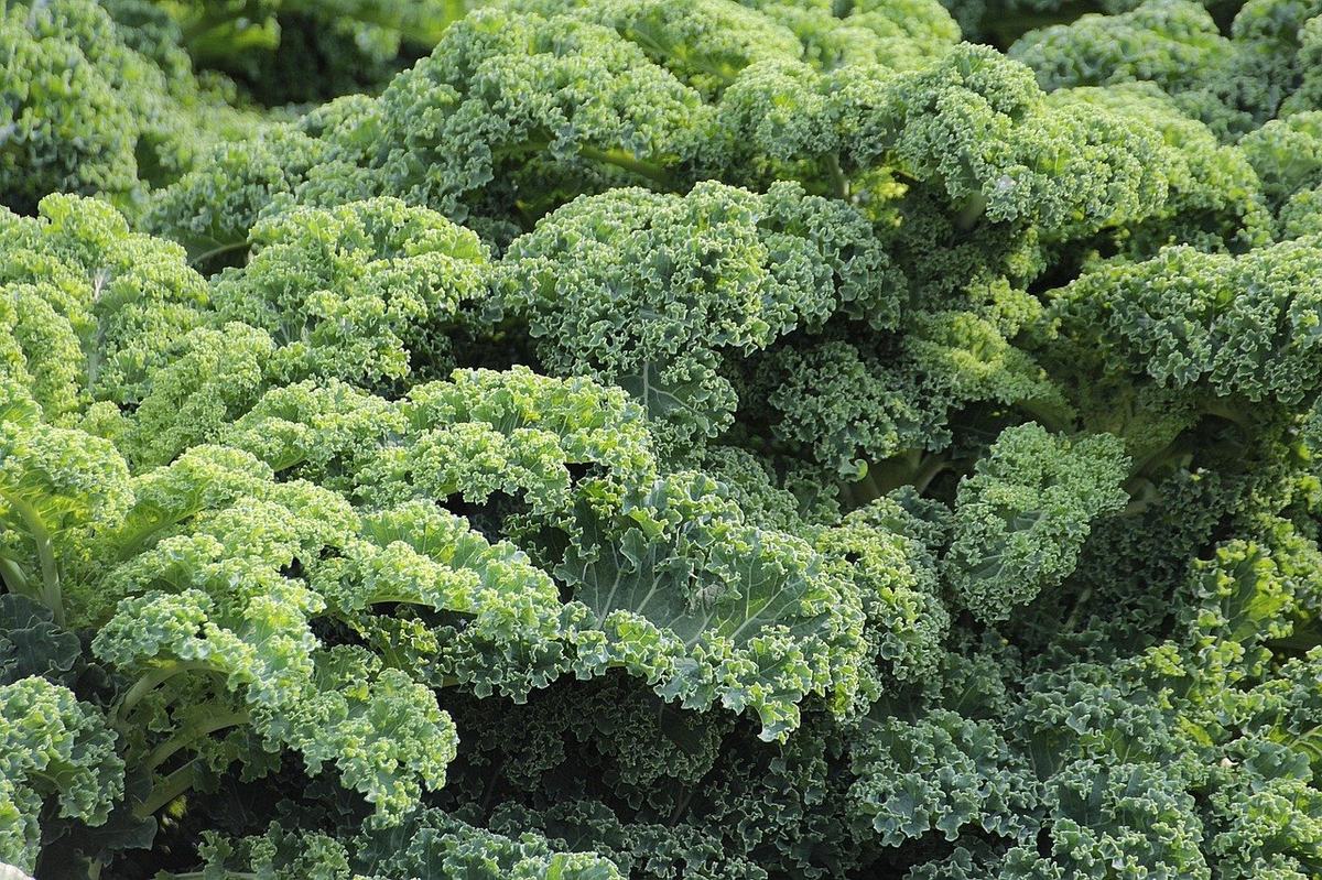 Dicht wachsende, krause Grünkohlblätter auf einem Feld
