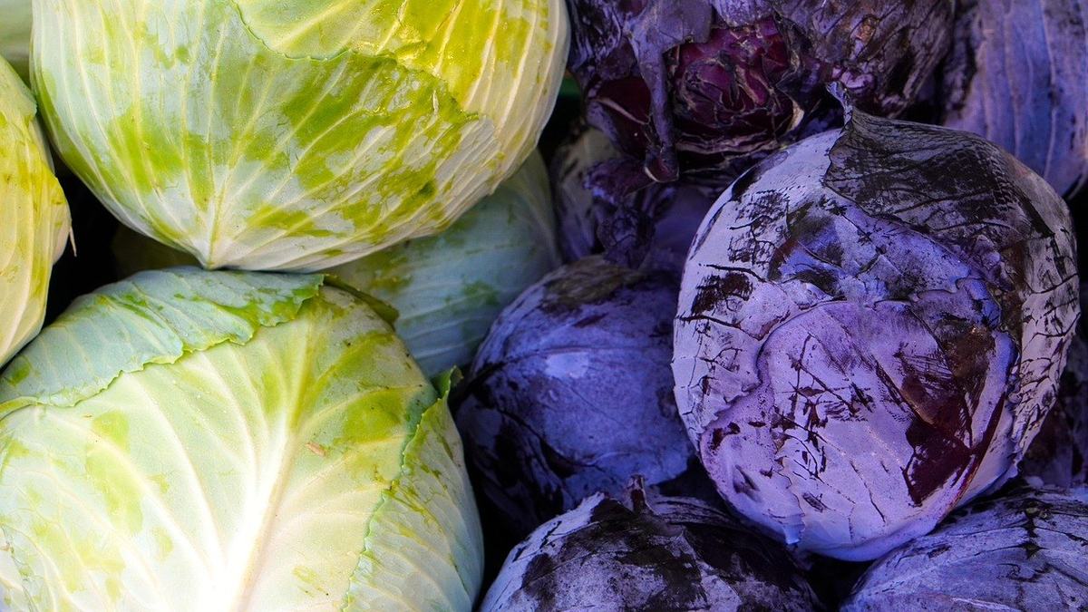 Mehrere Köpfe Weißkohl und Rotkohl liegen nebeneinander