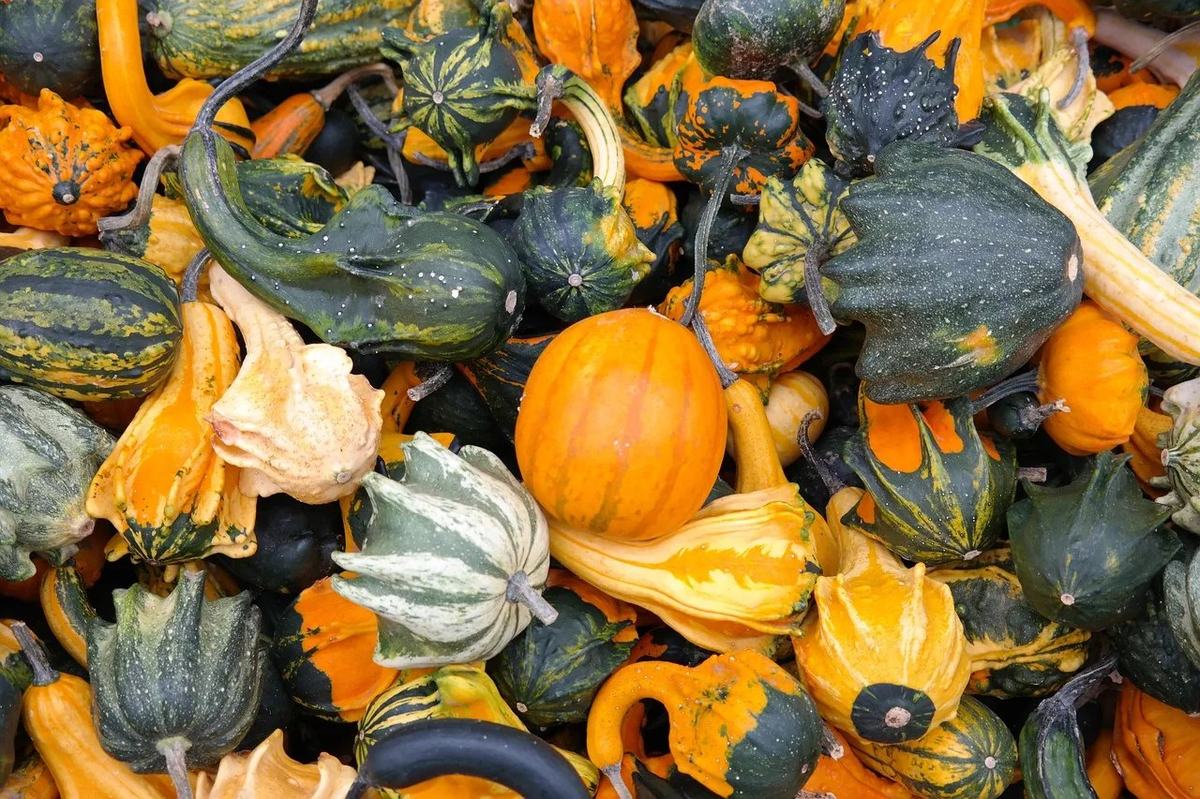 Bunte Zierkürbisse in Grün, Orange und Gelb, gestreift und warzig, dicht nebeneinander