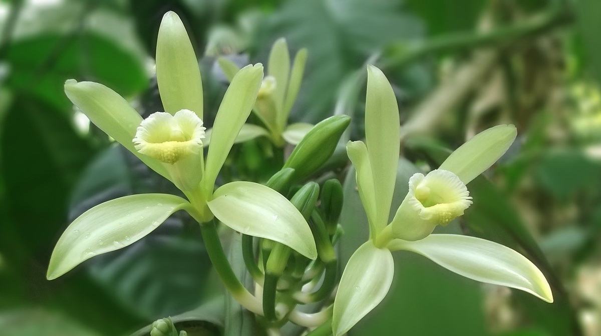 Hellgrüne Blüten der Vanille-Orchidee mit gelber Lippe an einer Ranke